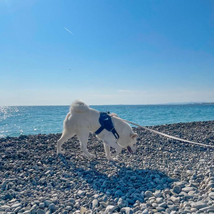 5 places to walk your dog in Nice