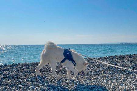 5 endroits où se balader avec son chien à Nice