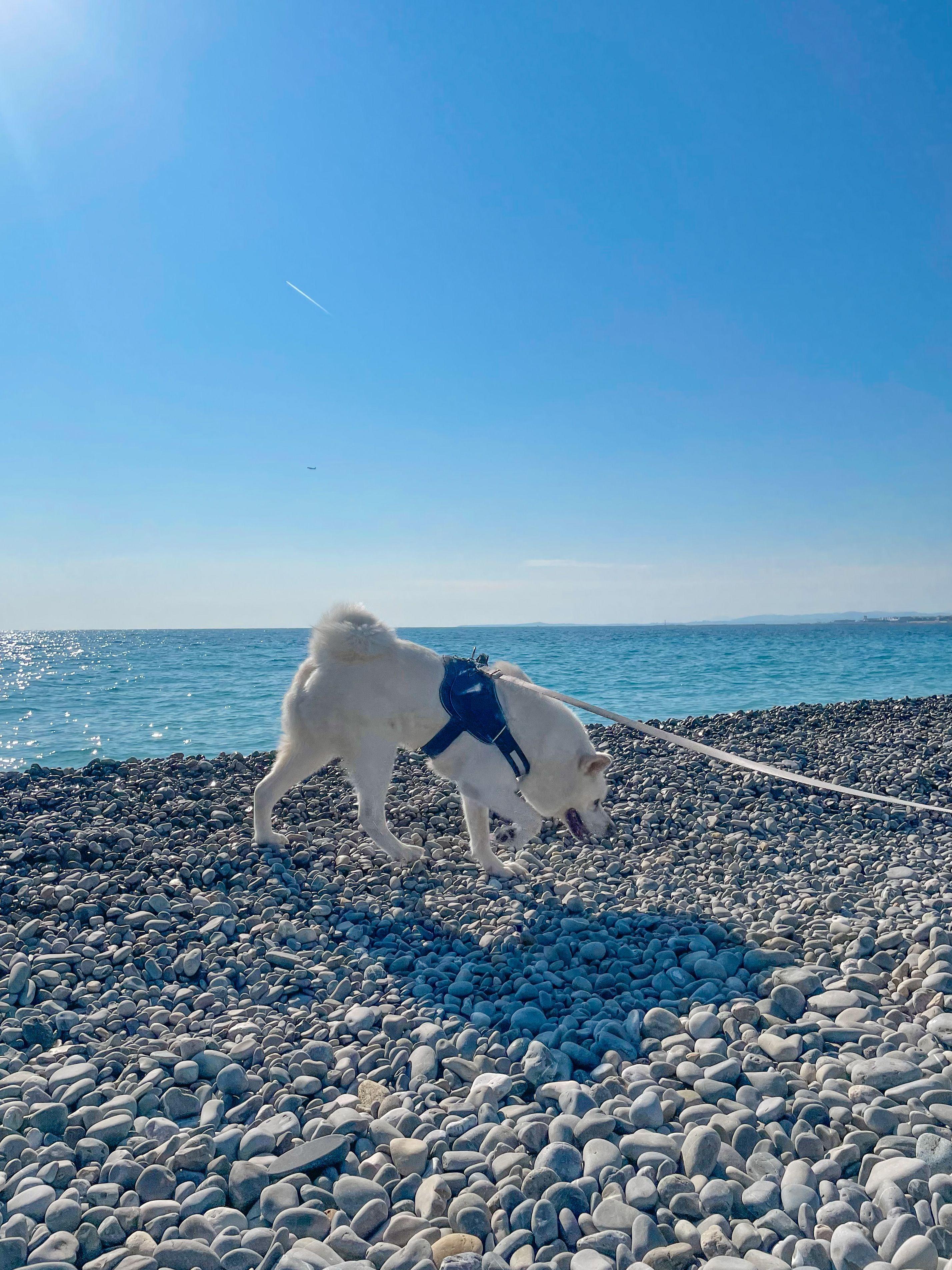 5 places to walk your dog in Nice