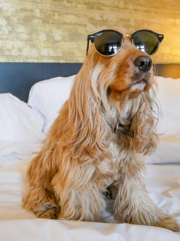 Hôtel Locarno Nice  - pet friendly